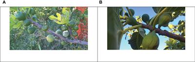 Metabolomics and genetics of reproductive bud development in Ficus carica var. sativa (edible fig) and in Ficus carica var. caprificus (caprifig): similarities and differences